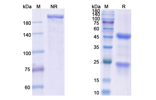 14F7 (ganglioside N-glycolyl GM3) Antibody, Monoclonal
