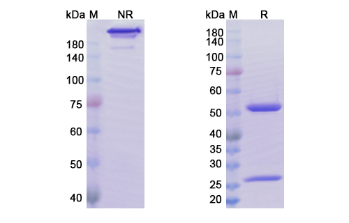 Abrilumab (ITGA4_ITGB7) Antibody, Monoclonal