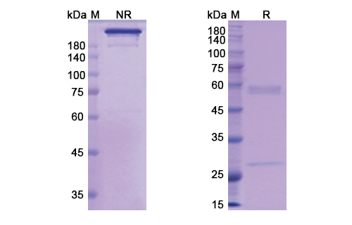 Actoxumab (toxin A) Antibody, Monoclonal