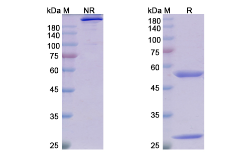 Adecatumumab (EPCAM) Antibody, Monoclonal