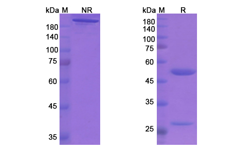 Aducanumab (APP  Abeta) Antibody, Monoclonal