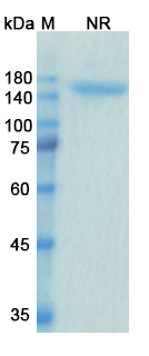 Alacizumab Pegol (KDR/VEGFR2/CD309) Antibody, Monoclonal