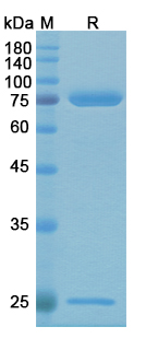 Alg-991 (Urushiol) Antibody, Monoclonal