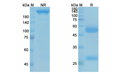 Alirocumab (PCSK9) Antibody, Monoclonal