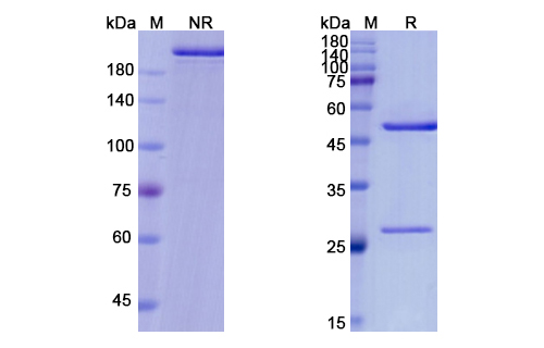 Altumomab (CEACAM5/CD66e) Antibody, Monoclonal