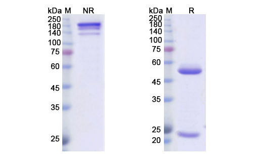 Amatuximab (MSLN) Antibody, Monoclonal