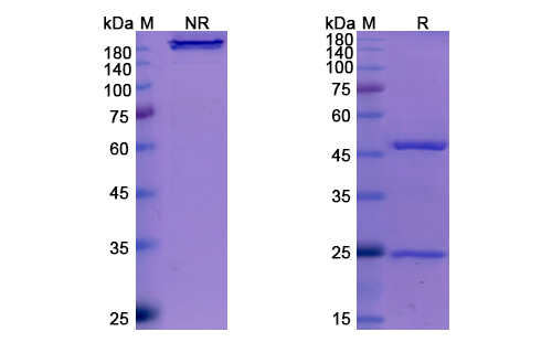 Amivantamab (EGFR/ME/RCCP2) Antibody, Monoclonal