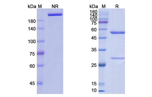 Anifrolumab (IFNAR1) Antibody, Monoclonal