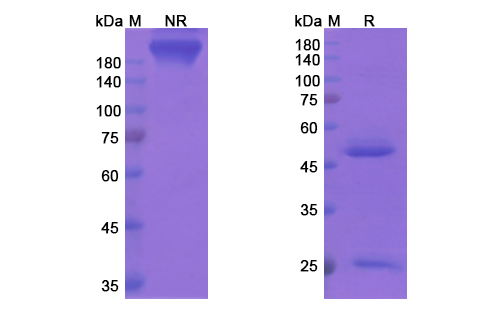 Apolizumab (HLA-DRB) Antibody, Monoclonal