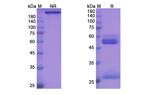 Aprutumab (FGFR2) Antibody, Monoclonal