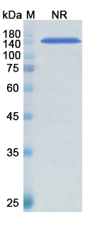Arcitumomab (CEACAM5/CD66e) Antibody, Monoclonal