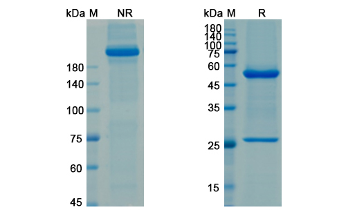 Ascrinvacumab (ACVRL1/SKR3/TGF-B/ TSR-I) Antibody, Monoclonal