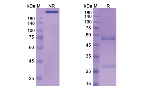 Aselizumab (SELL/CD62L ) Antibody, Monoclonal