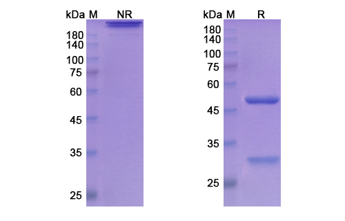 Atinumab (RTN4/NOGO) Antibody, Monoclonal