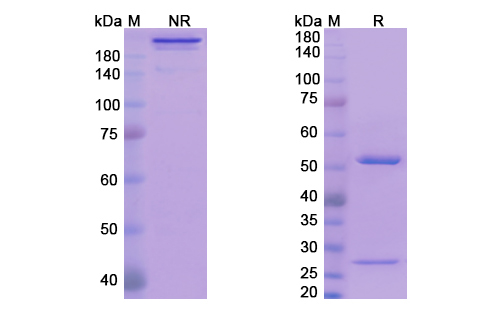 Avizakimab (IL21) Antibody, Monoclonal
