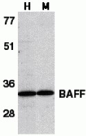 BAFF Antibody