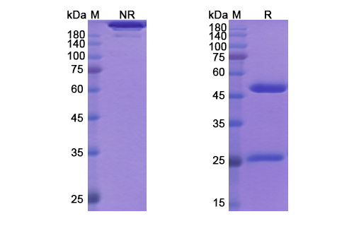 BMS-986253, HuMax-IL8, HuMax-Inflam/MDX018 Antibody, Monoclonal