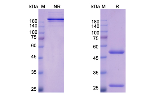 Bemarituzumab (FGFR2) Antibody, Monoclonal