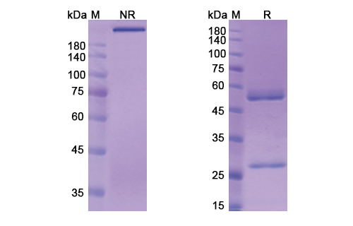 Berlimatoxumab (LukGH) Antibody, Monoclonal