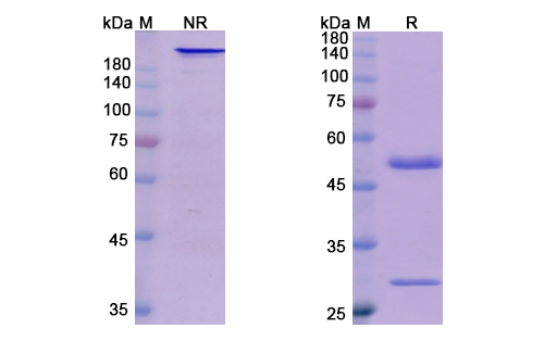 Bermekimab (IL1A) Antibody, Monoclonal