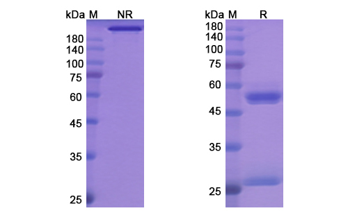 Bersanlimab (ICAM1/CD54) Antibody, Monoclonal