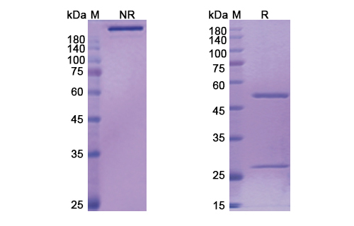 Bertilimumab (CCL11) Antibody, Monoclonal