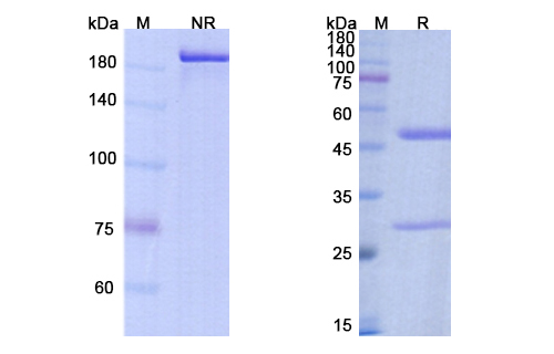 Bococizumab (PCSK9/NARC1/ PC9) Antibody, Monoclonal