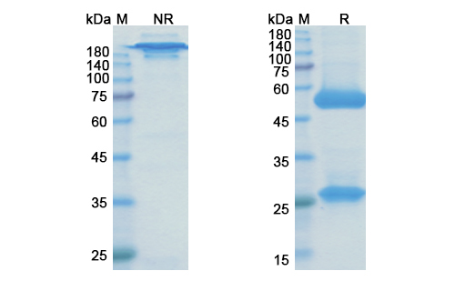 Brontictuzumab (NOTCH1) Antibody, Monoclonal