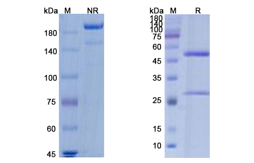 Burosumab (FGF23) Antibody, Monoclonal