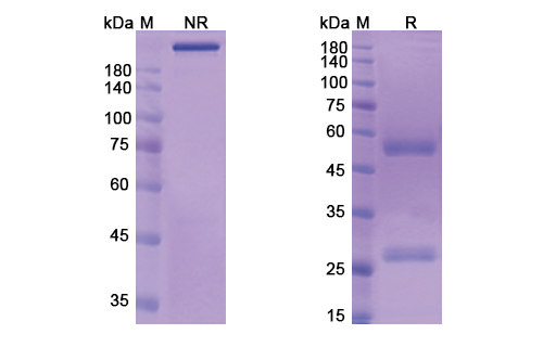 CMB-401 (MUC1/CD227) Antibody, Monoclonal