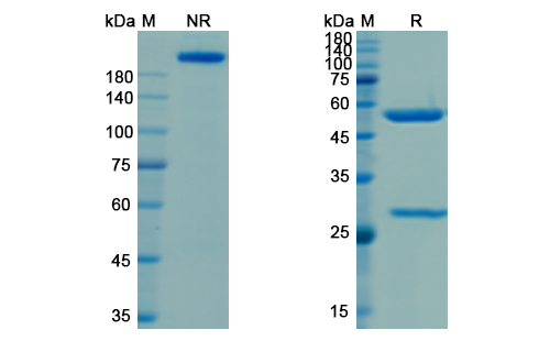 Camidanlumab (IL2RA/CD25) Antibody, Monoclonal