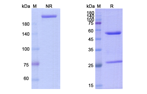 Carlumab (CCL2/MCP-1/MCAF/SCYA2) Antibody, Monoclonal
