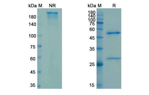 Carotuximab (ENG) Antibody, Monoclonal