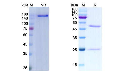 Cilgavimab Antibody, Monoclonal