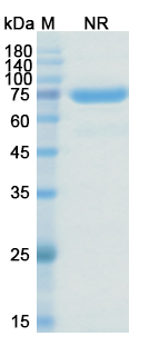 Citatuzumab Bogatox (EPCAM/CD326) Antibody, Monoclonal