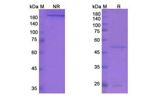Cixutumumab (IGF1R/CD221) Antibody, Monoclonal