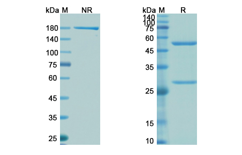 Clazakizumab (IL6) Antibody, Monoclonal