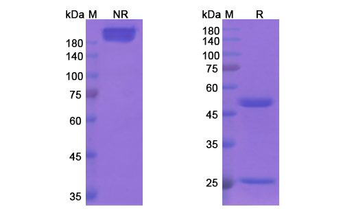 Clivatuzumab Tetraxetan (MUC1/CD227) Antibody, Monoclonal