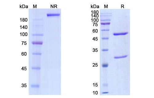 Codrituzumab (GPC3) Antibody, Monoclonal