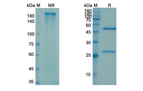 Cofetuzumab (PTK7) Antibody, Monoclonal