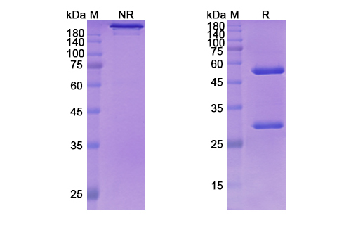 Coltuximab Ravtansine (CD19 ) Antibody, Monoclonal