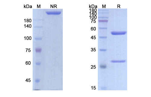 Conatumumab (TNFRSF10B/CD262) Antibody, Monoclonal