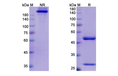 Cosfroviximab (Zaire Ebola virus ) Antibody, Monoclonal