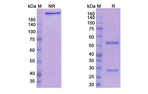 Crotedumab (GCGR) Antibody, Monoclonal