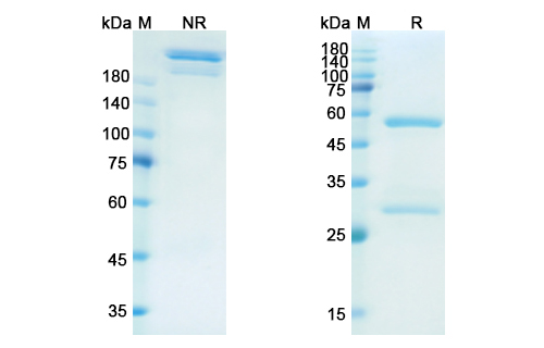 Dectrekumab (IL13) Antibody, Monoclonal