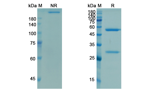 Demcizumab (DLL4 ) Antibody, Monoclonal