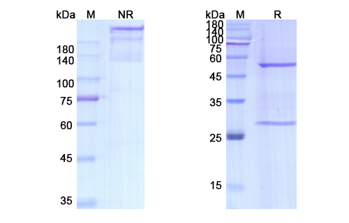 Dezamizumab (APCS) Antibody, Monoclonal