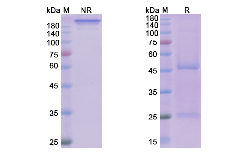Dilpacimab (DLL4/VEGFA) Antibody, Monoclonal