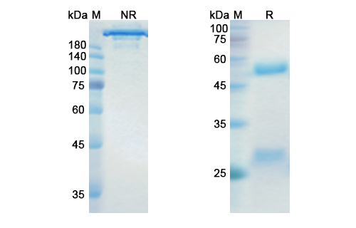 Dinutuximab (ganglioside GD2) Antibody, Monoclonal