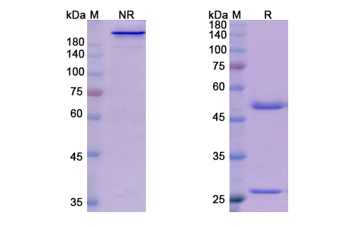Domagrozumab (MSTN /GDF8) Antibody, Monoclonal